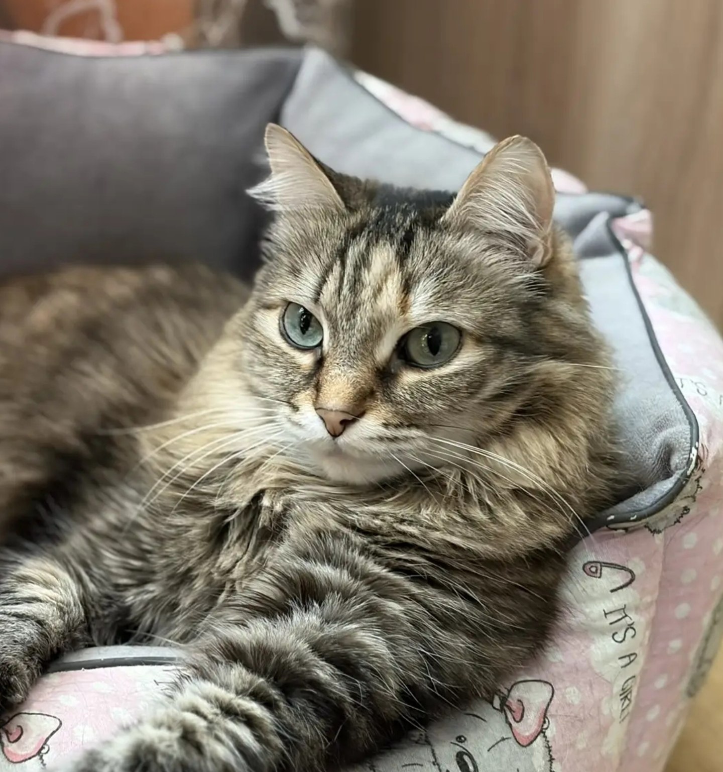 Кошка Маруся